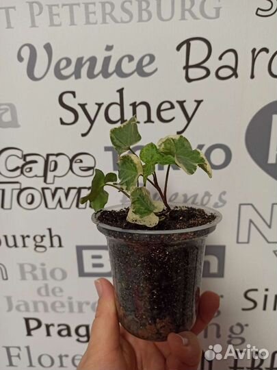 Плющ (хедера) белая вариегатность