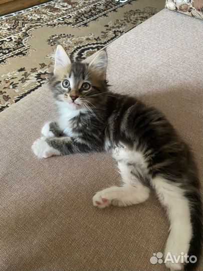 Котенок мейн-кун