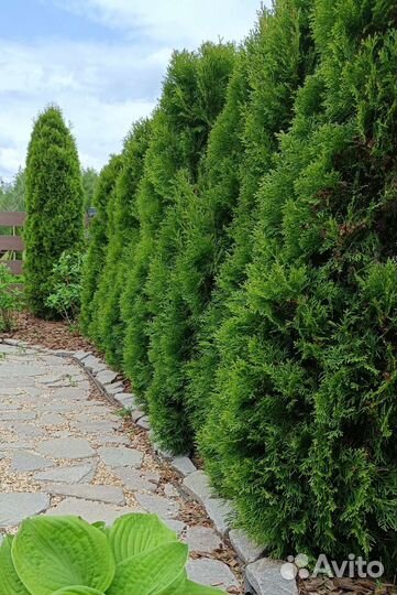 Туи пирамидальные