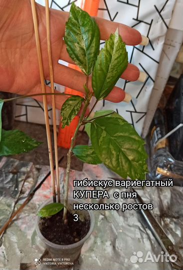 Гибискус вариегатный купера