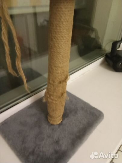 Когтеточка