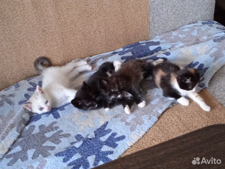 Сибирская кошка