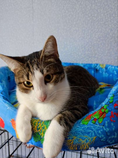 Котик
