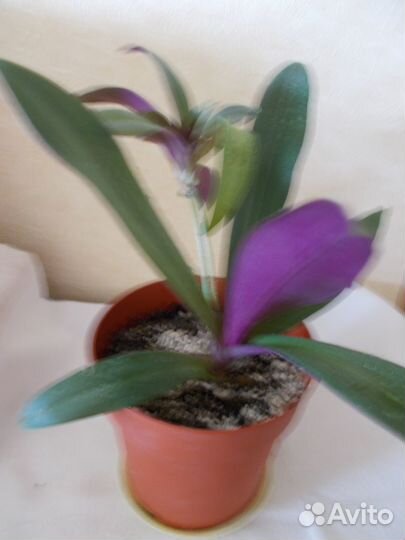 Комнатное растение - Рэо