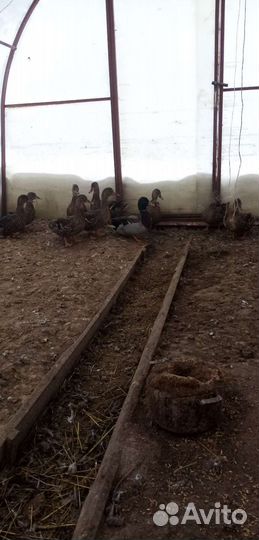 Подсадные утки