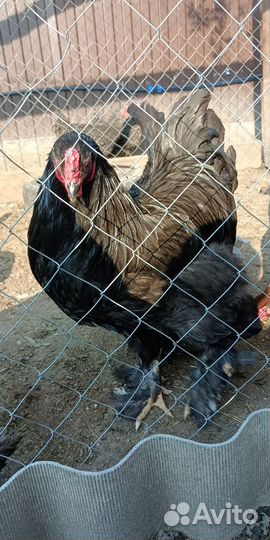 Инкубационное яйцо кур брама