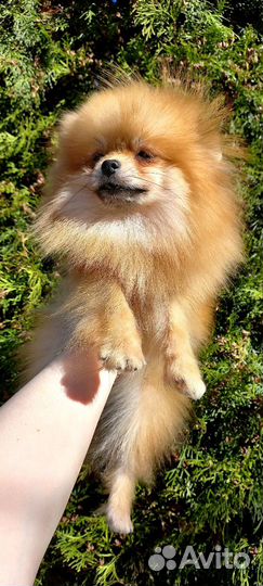 Померанский шпиц Мини