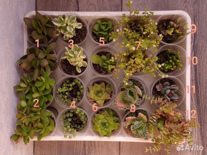 Суккуленты