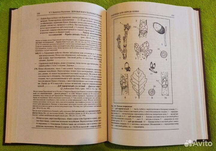Деревья и кустарники зимой: Определитель древесных