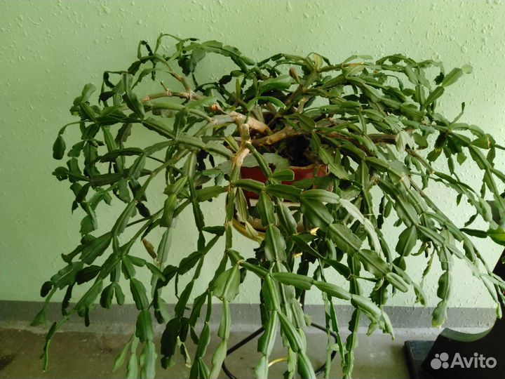 Декабрист шлюмбергера белый большой