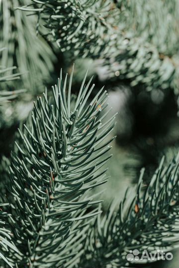 Ель кремлёвская Голубая