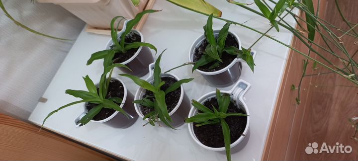 Хлорофитум