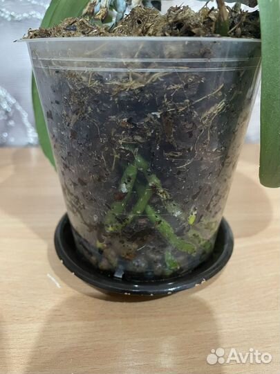 Орхидея Дикий кот