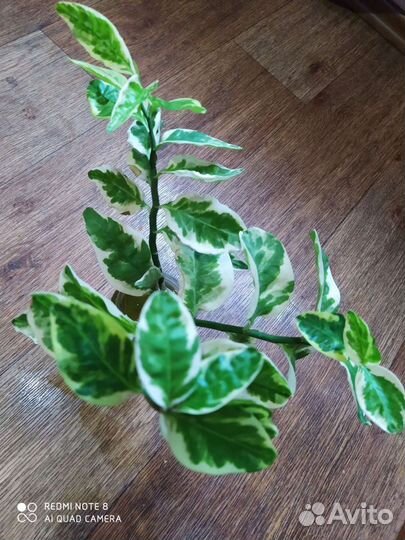 Педилантус