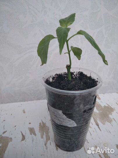 Красандра, якобиния