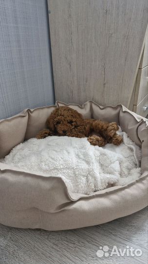 Той пудель мальчик red brouwn