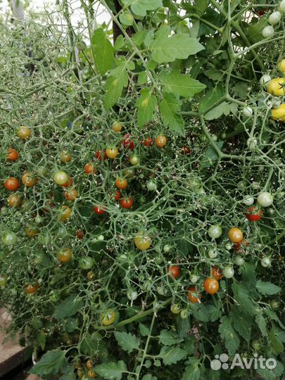 Помидоры mini