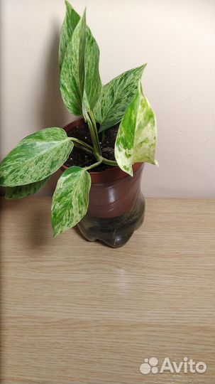 Филодендрон,эпипремнумы,бегонии