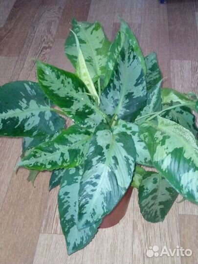 Шизматоглотис