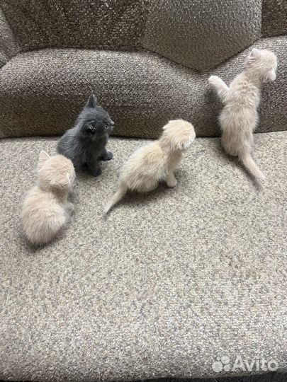 Вислоухие котята