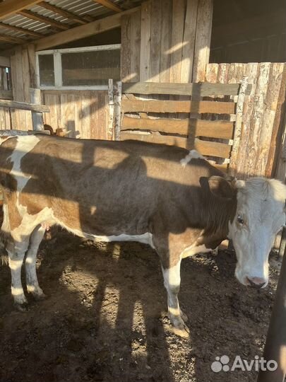 Корова с теленком, телка