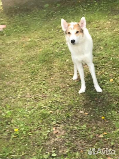 Собака метис лайки