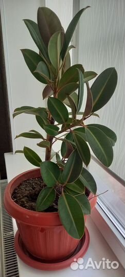 Комнатные цветы