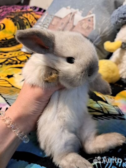 Декоративные карликовые крольчата
