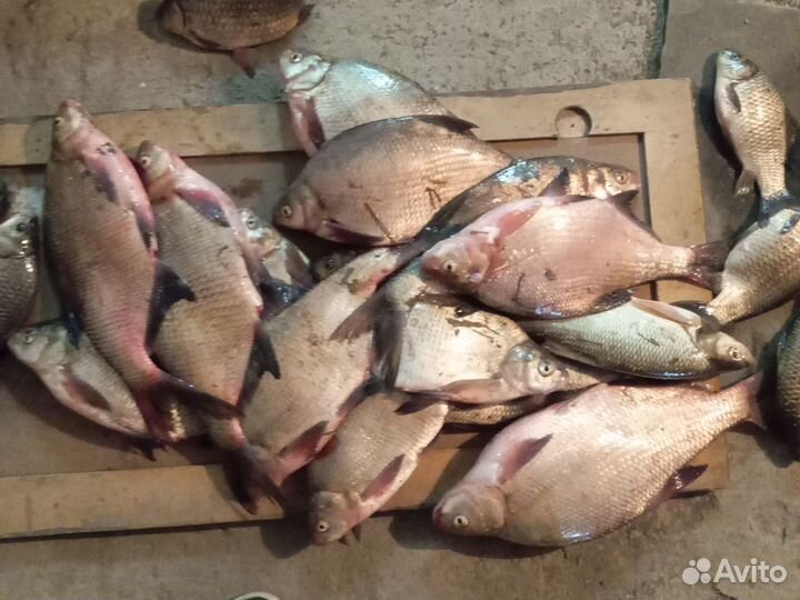 Лещ свежемороженый