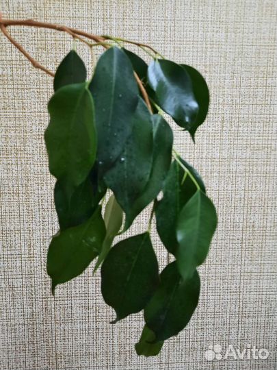 Фикусы Бенджамина 