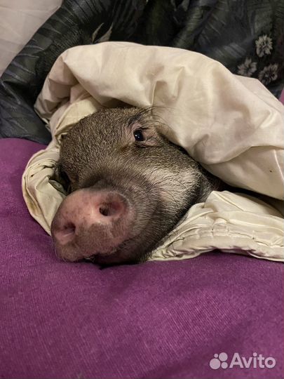 Отдаю минипига в добрые руки