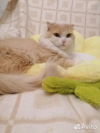 Котик ищет дом