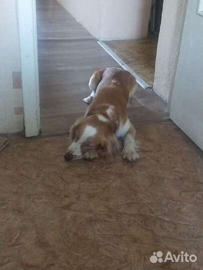 Спаниель кобель вязка