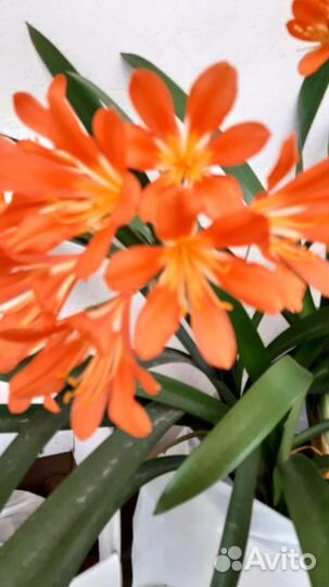 Кливия оранжевая