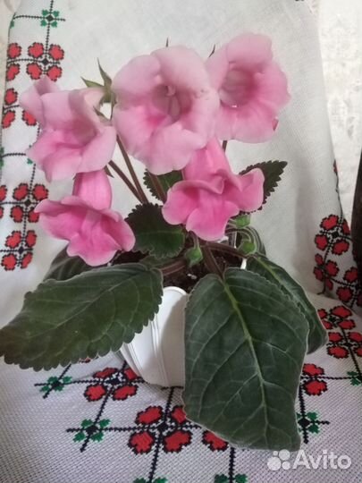 Тедея розовая. Глоксинья Розалинда