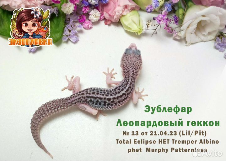 Леопардовый геккон