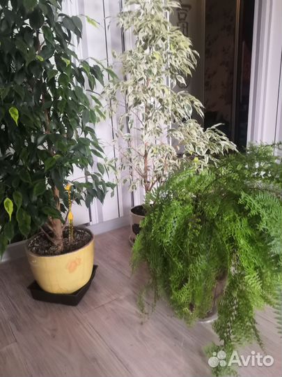 Комнатные растения цветы большие