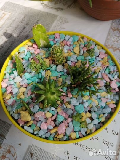 Мини садик из Кактусов и суккулентов/подарок
