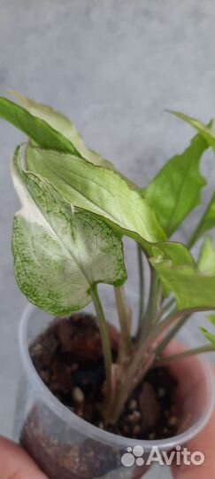 Сингониум т25, т03 компакта, нгуема лайма вар