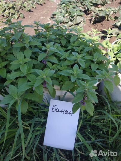 Мята сортовая