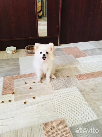 Шпиц мини мишка