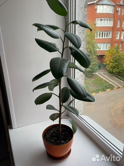 Фикус в горшке