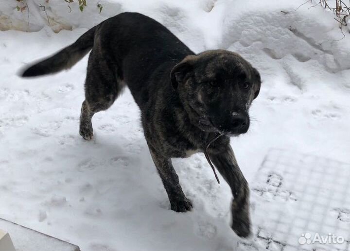 Ищет дом девочка Тигруша