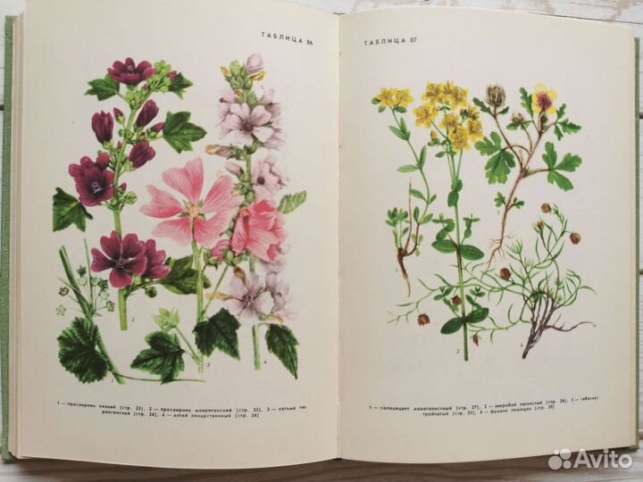 Винтажная книга с ботаническими иллюстрациями