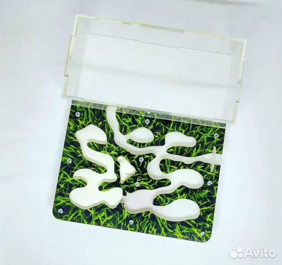 Муравьиная ферма с муравьями