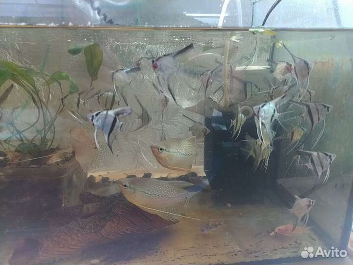 Аквариумные рыбки