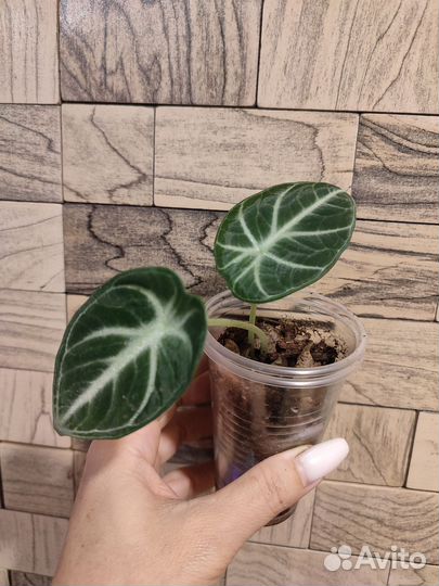 Алоказия ninja ниндзя