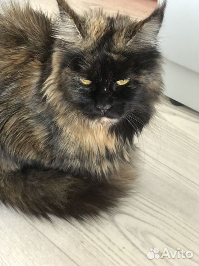 Котята Мейн-кун