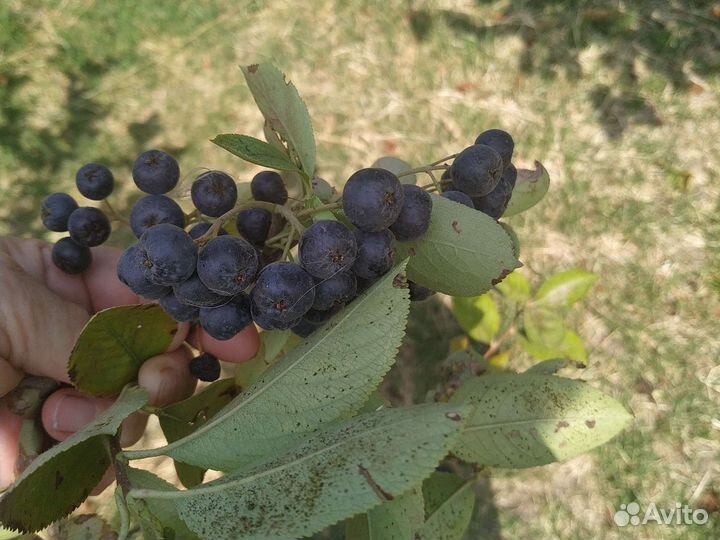 Декоративные и плодовые кустарники