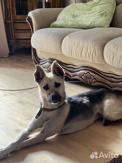 Собака в добрые руки бесплатно